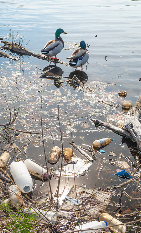 TrashFreeTexasDucks_Resized.jpg